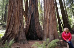 Muir Woods Limo Service Napa